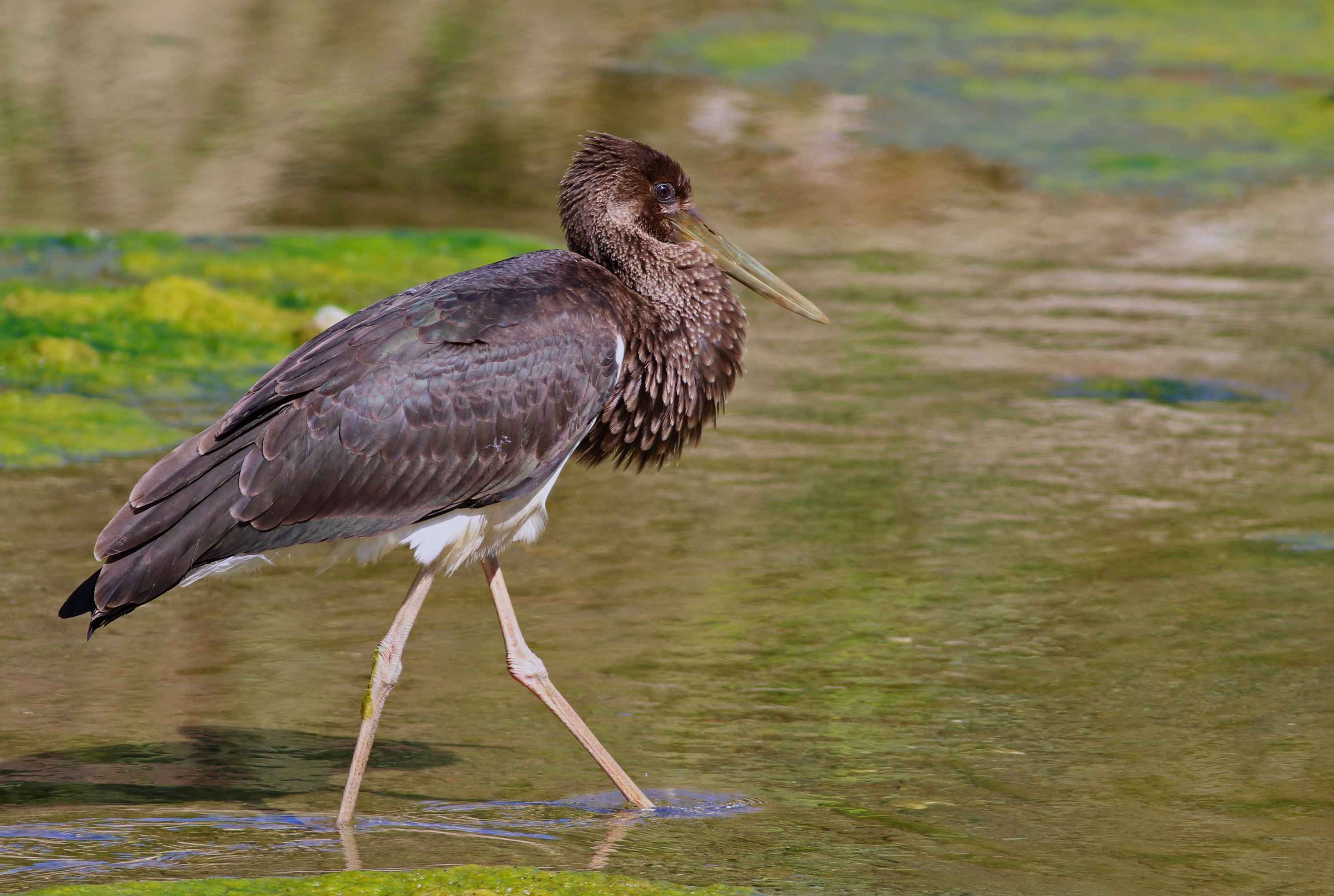 Black Stork